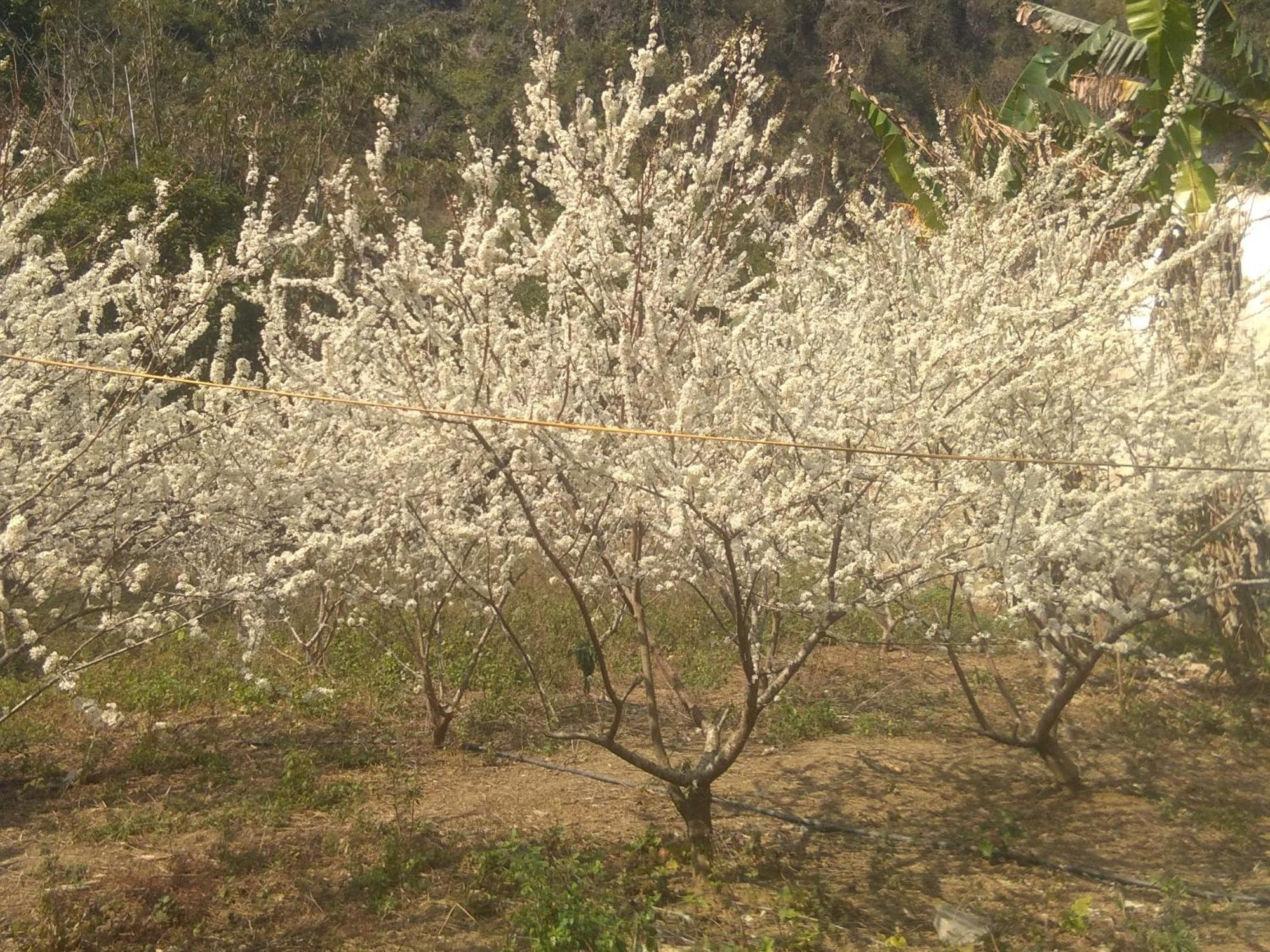 Trieu Chuong Homestay Cao Bang Eksteriør bilde